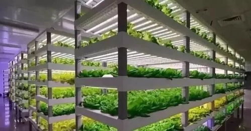 植物工厂 短期不盈利，长期价值可期